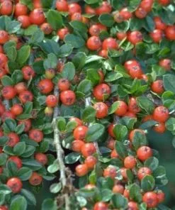 Future Forests Cotoneaster Horizontalis Shrubs
