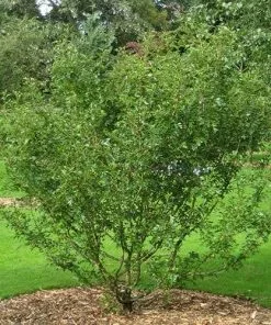 Future Forests Crataegus Harbisonii