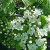 Future Forests Crataegus Harbisonii