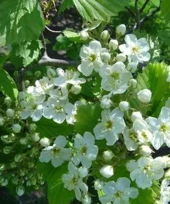 Future Forests Crataegus Harbisonii