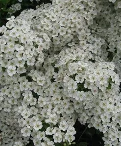 Future Forests Crataegus Harbisonii