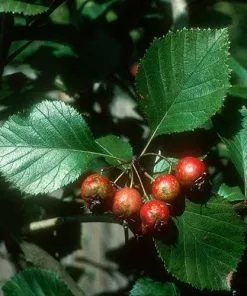 Future Forests Crataegus Harbisonii