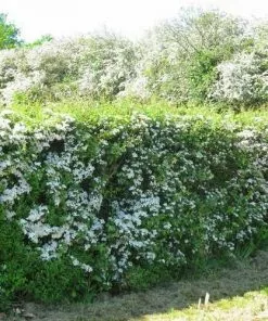 Future Forests Crataegus Monogyna - Hawthorn
