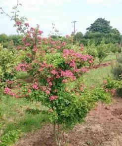 Future Forests Crataegus Crimson Cloud
