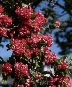Future Forests Crataegus Crimson Cloud