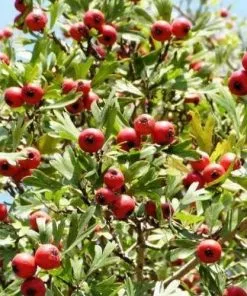 Future Forests Crataegus Crimson Cloud