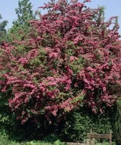 Future Forests Crataegus Crimson Cloud