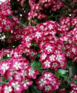 Future Forests Crataegus Crimson Cloud