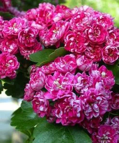 Future Forests Crataegus Laevigata Paul’s Scarlet