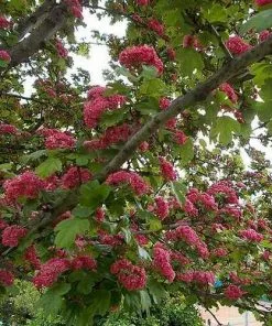 Future Forests Crataegus Laevigata Paul’s Scarlet