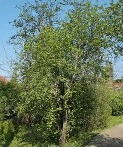 Future Forests Crataegus Laevigata Paul’s Scarlet