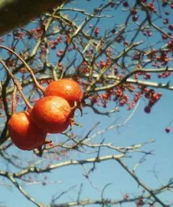 Future Forests Crataegus Chinensis Syn. Pinnatifida Trees