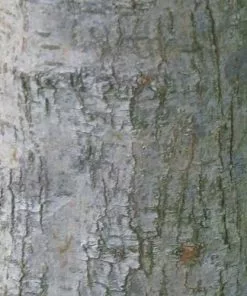 Future Forests Crataegus Chinensis Syn. Pinnatifida Trees