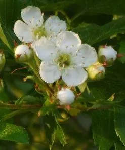 Future Forests Crataegus Chinensis Syn. Pinnatifida Trees