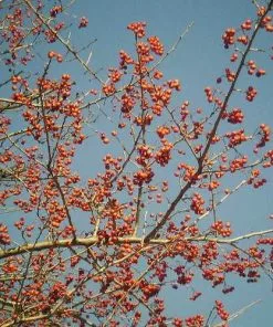 Future Forests Crataegus Chinensis Syn. Pinnatifida Trees