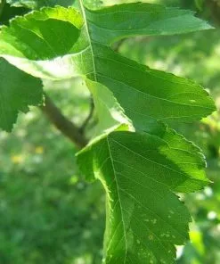 Future Forests Crataegus Chinensis Syn. Pinnatifida Trees