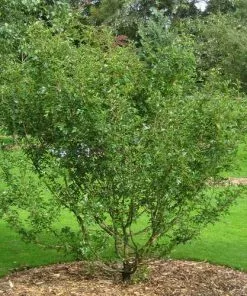 Future Forests Crataegus Chinensis Syn. Pinnatifida Trees