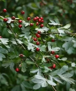 Future Forests Crataegus Monogyna - Hawthorn