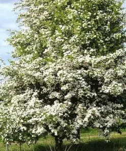 Future Forests Crataegus Monogyna - Hawthorn