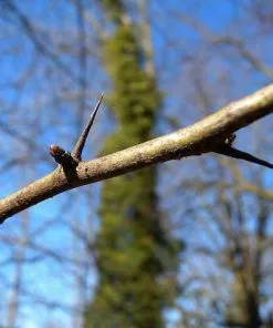 Future Forests Crataegus Monogyna - Hawthorn