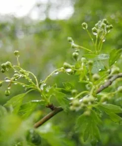 Future Forests Crataegus Monogyna - Hawthorn
