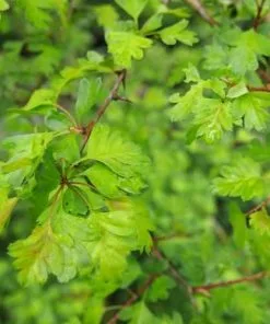 Future Forests Crataegus Monogyna - Hawthorn