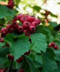 Future Forests Crataegus Pedicellata