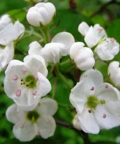 Future Forests Crataegus Pedicellata