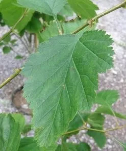 Future Forests Crataegus Pedicellata