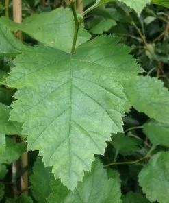 Future Forests Crataegus Pedicellata
