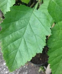 Future Forests Crataegus Pedicellata