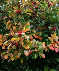 Future Forests Crataegus Persimilis Prunifolia