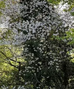 Future Forests Crataegus Persimilis Prunifolia