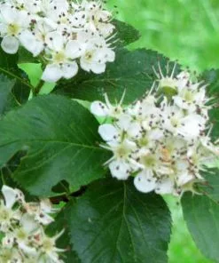 Future Forests Crataegus Persimilis Prunifolia 7 Future Forests Crataegus Persimilis Prunifolia