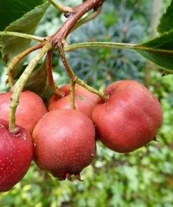 Future Forests Crataegus Pinnatifida Big Ball