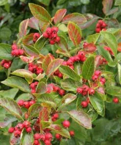 Future Forests Trees Crataegus Succulenta Jubilee