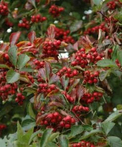 Future Forests Trees Crataegus Succulenta Jubilee