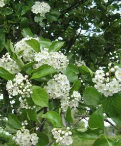 Future Forests Trees Crataegus Succulenta Jubilee