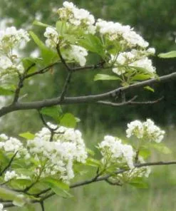 Future Forests Trees Crataegus Succulenta Jubilee