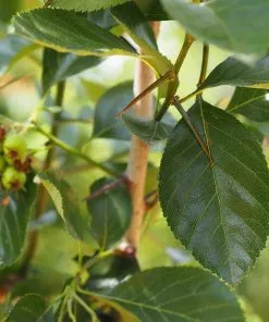 Future Forests Trees Crataegus Succulenta Jubilee