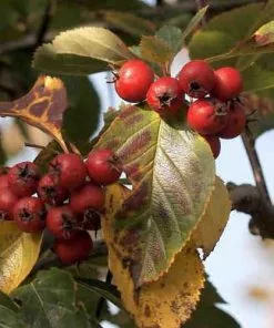 Future Forests Trees Crataegus Succulenta Jubilee