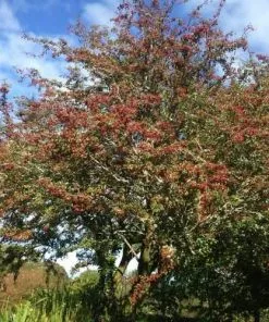 Future Forests Crataegus Monogyna - Hawthorn