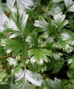 Future Forests Crataegus Monogyna - Hawthorn