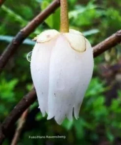 Future Forests Shrubs Crinodendron Alf Robbins