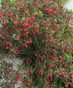 Future Forests Shrubs Crinodendron Hookerianum 9 Future Forests Shrubs Crinodendron Hookerianum