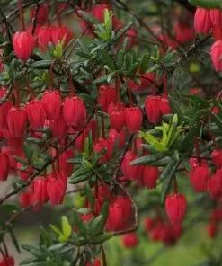 Future Forests Shrubs Crinodendron Hookerianum