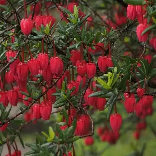 Future Forests Shrubs Crinodendron Hookerianum 4 Future Forests Shrubs Crinodendron Hookerianum