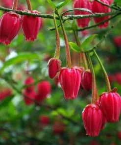 Future Forests Shrubs Crinodendron Hookerianum 8 Future Forests Shrubs Crinodendron Hookerianum