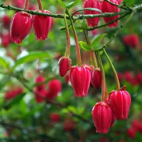 Future Forests Shrubs Crinodendron Hookerianum 5 Future Forests Shrubs Crinodendron Hookerianum