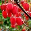 Future Forests Shrubs Crinodendron Hookerianum 2 Future Forests Shrubs Crinodendron Hookerianum